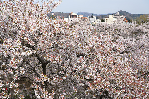 A photo of a Japanese bridge and a landscape of cherry blossoms in full bloom