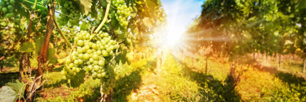 istock Close up on green grapes in a vineyard with sunshine, wine panoramic header 1495327546