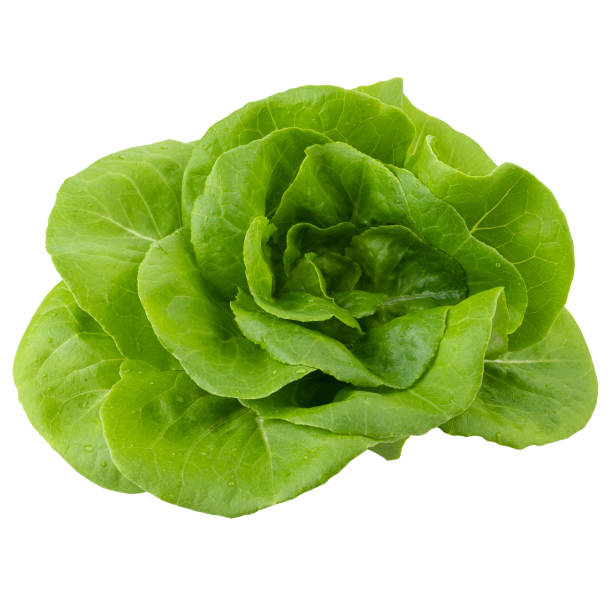 istock Head of butterhead lettuce isolated on a white background 1495327926
