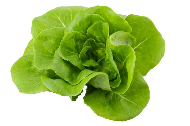 istock Head of butterhead lettuce isolated on a white background 1495327937