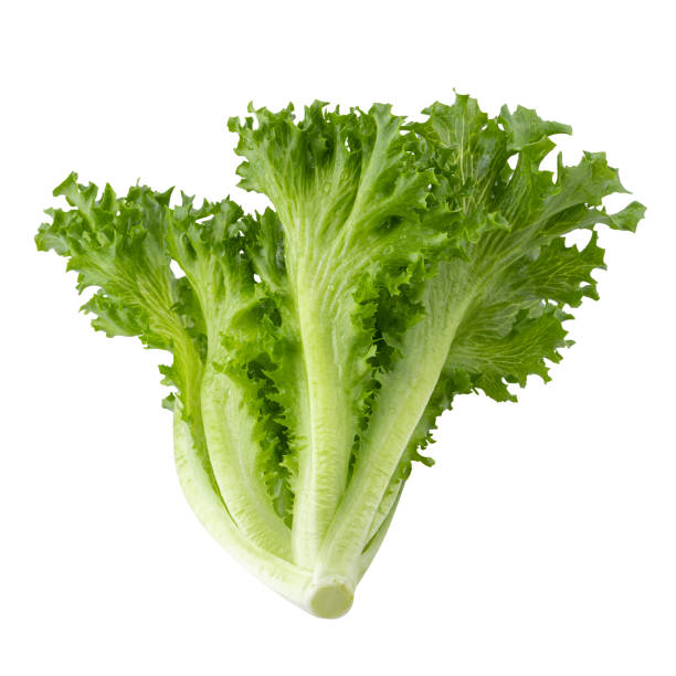 istock Fresh Frillice Iceberg Lettuce isolated on a white background 1495327953