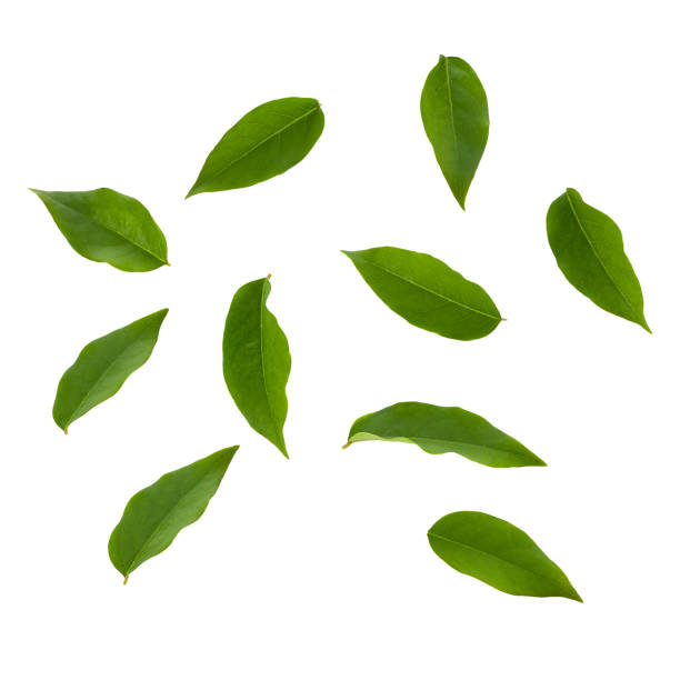 istock fresh green leaves isolated on a white background 1495327962