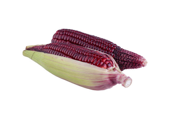 istock fresh purple corn isolated on a white background 1495328108