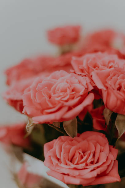 istock Small red bush roses on a white background with a place for text 1495328157