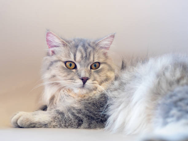 istock Persian cat lay down on the sofa and looked at something 1495331554