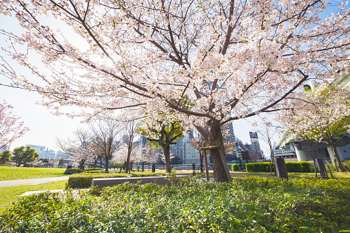 Cherry blossoms at Nakanoshima Park in Oska