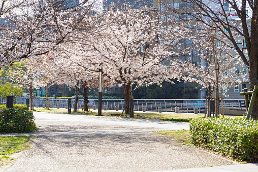Cherry blossoms at Nakanoshima Park in Oska