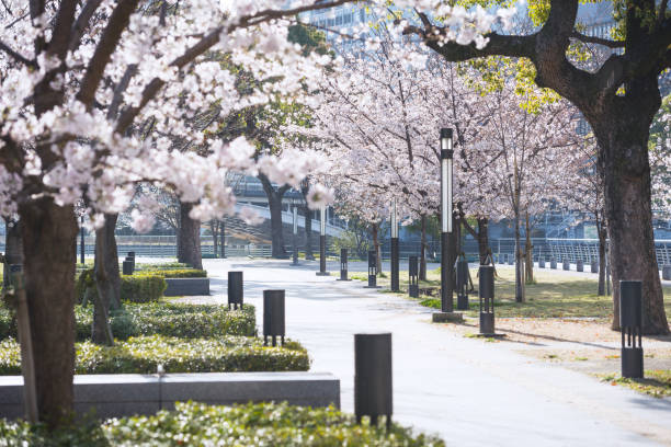istock Cherry blossoms at Nakanoshima Park 1495332454