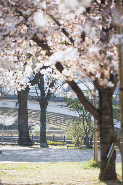 istock Cherry blossoms at Nakanoshima Park 1495332663