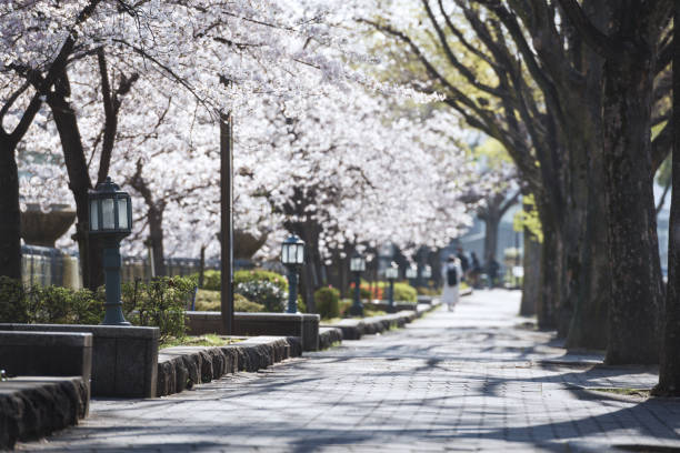 istock Cherry blossoms in Nakanoshima 1495333387