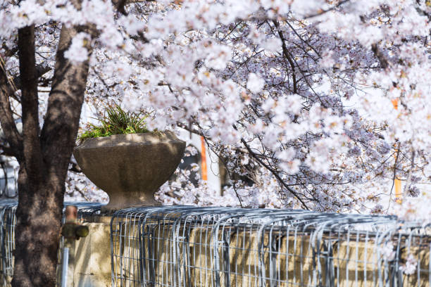 istock Cherry blossoms in Nakanoshima 1495333739