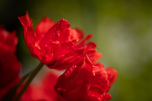 Unusual bright red tulips, side view, close-up, selective focus
