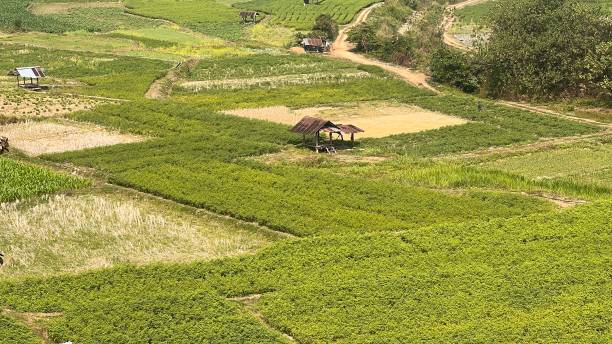 istock Aerial view sugarcane agriculture in Thailand. 1495333780