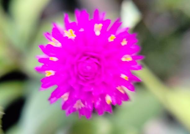 グローブアマランスの花 - globe amaranth ストックフォトと画像