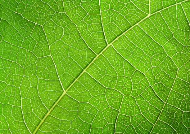 istock a close-up shot of a green leaf 1495334424