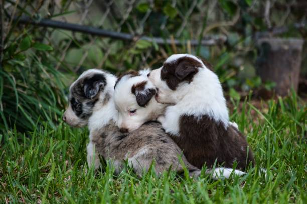 istock two brown and white puppies cuddling in the grass 1495334473