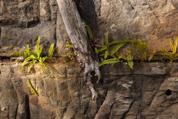 Tree and plants growing from a crack in the rock.