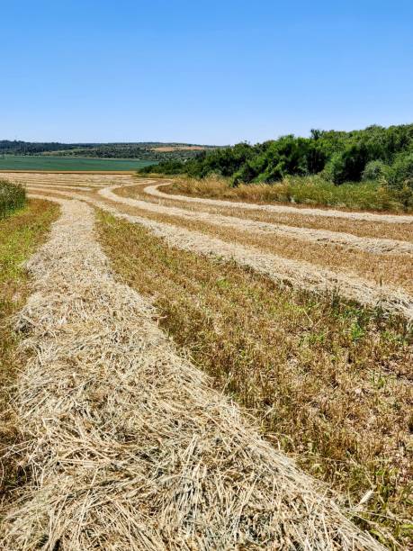istock Agricultural field after harvest 1495336370