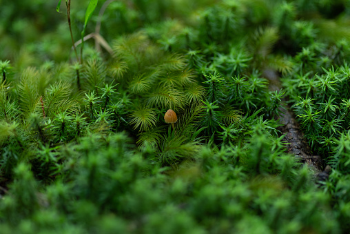 small mushroom growing in moss