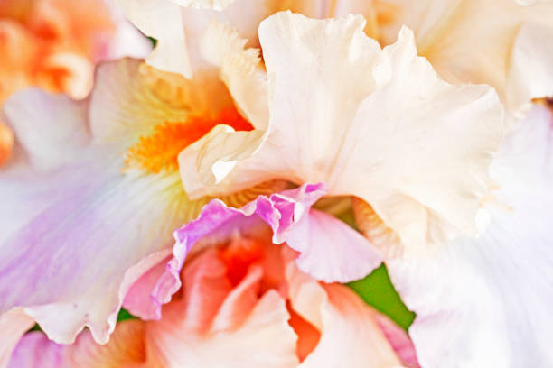 istock abstract soft pink with a purple tint iris flower background, horizontal 1495336904