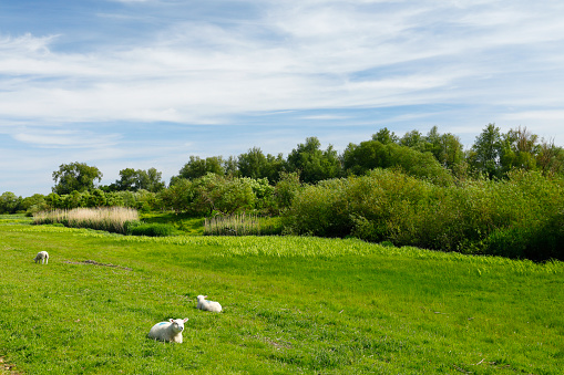 Green meadows along the Elbe near Wedel
