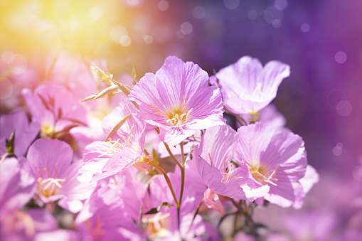 Beautiful pink evening primrose flowers in the garden, beautiful nature background, pink flowers in spring, purple flowers lit by sunlight