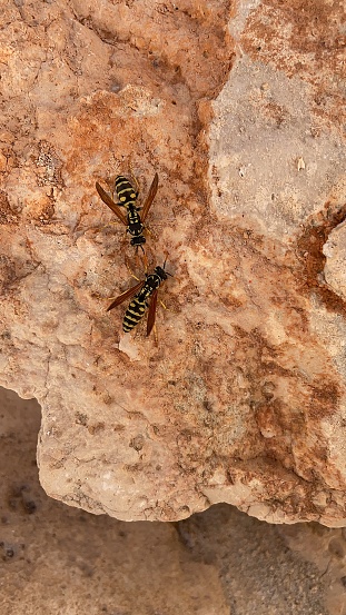 Two bees on a stone