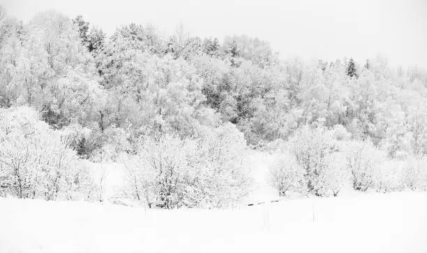 snow landscape with trees at Umedalen