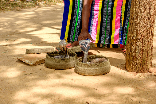 Two Indian spectacled cobras in baskets in front of a shake charmer in Sri Lanka