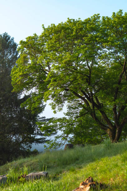 Freshly blooming tree with graves in the foreground