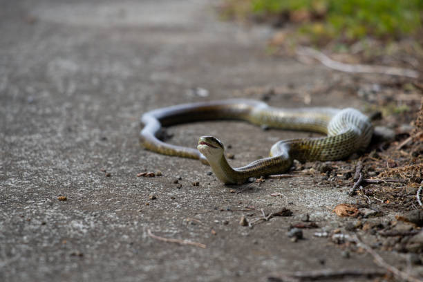 istock The Japanese rat snake that swallowed the bird has a swollen belly. 1495344518