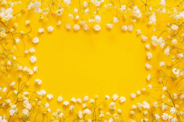 istock white gypsophila flowers on yellow  background 1495344769