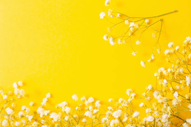 istock white gypsophila flowers on yellow  background 1495344780