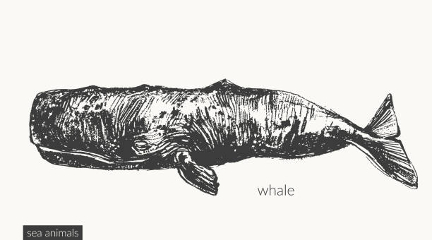 ilustraciones, imágenes clip art, dibujos animados e iconos de stock de ilustración vectorial de animales marinos - cachalote