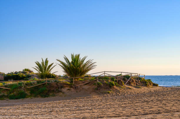 istock Sand And Plants In Beach 1495347922