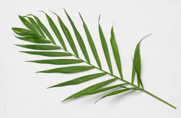 istock Green leaf of Hamedorea gracious on a white background 1495348023