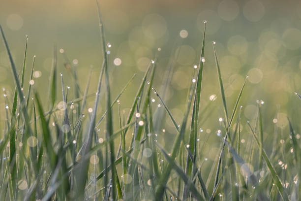 Free Stock Photo of Dew on grass blades at sunrise | Download Free ...