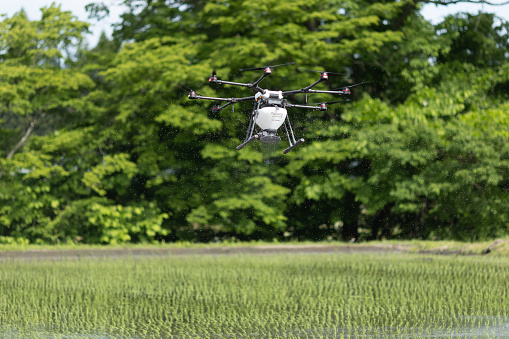 June 1st 2023, Shizukuishi, Iwate. A large octocopter drone with a payload of up to 10kg is flying over a rice field to drop fertilizer on the new crops to help with their growth.