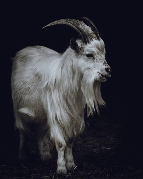 istock a white goat standing on top of a field covered in dirt 1495348401