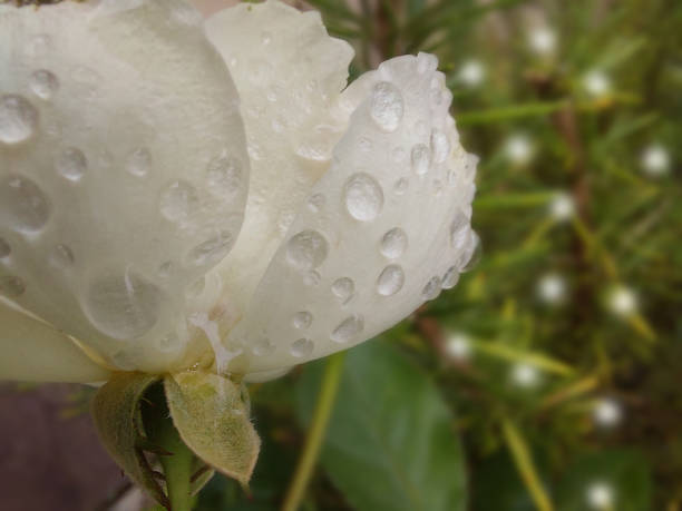 White rose with dew drops on the petals after the rain