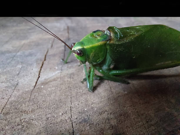 Green grasshopper on the wooden floor.