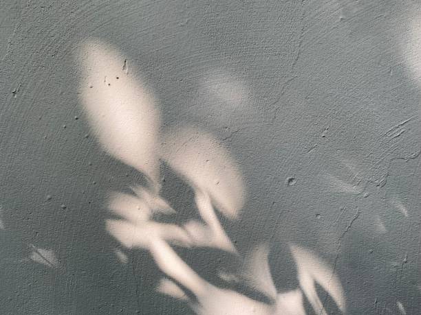 istock Leaves shadow background on concrete wall texture, leaves tree branches shade with sunlight 1495351972