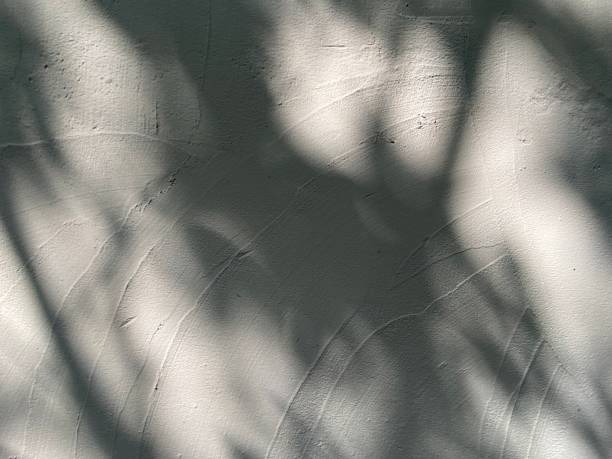 istock Leaves shadow background on concrete wall texture, leaves tree branches shade with sunlight 1495352072