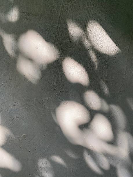 istock Leaves shadow background on concrete wall texture, leaves tree branches shade with sunlight 1495352095