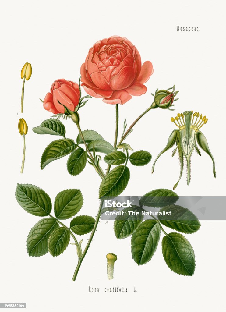 Anatomia Rosa Ilustración de Rosa De Col y más Vectores Libres de Derechos de ...