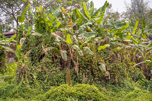 Group of banana plants overgrown by creepers in a small suburb to Luang Prabang which is the former capital of Laos and today a popular tourist site