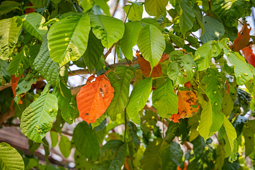 Green and orange leaves on a tree in a small public park in the center of Luang Prabang which is the former capital of Laos and today a popular tourist site