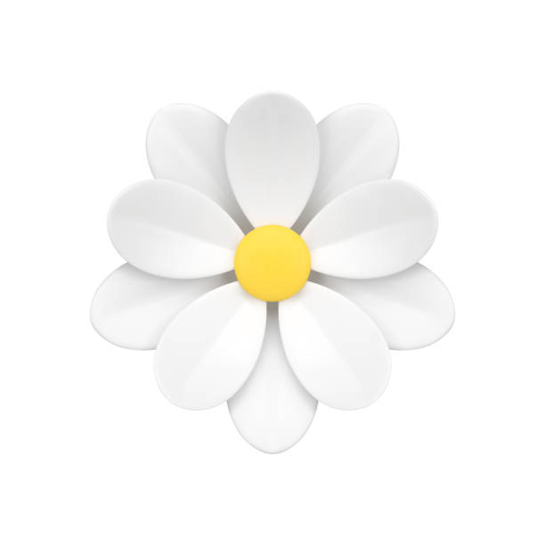 istock Chamomile lush natural organic flower bud ecology environment plant 3d icon realistic vector 1495352688