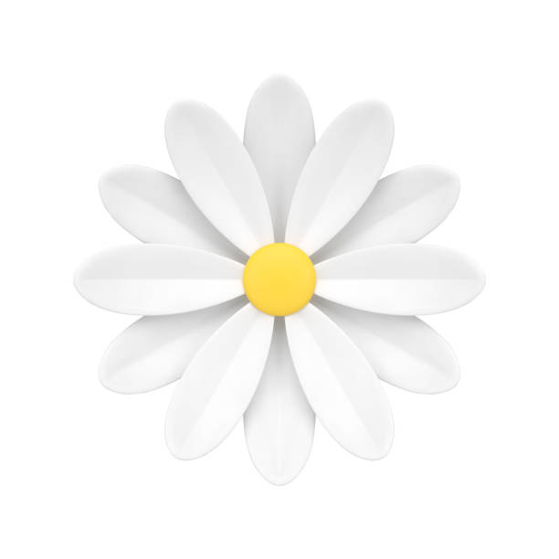 istock Natural flower dahlia chamomile lush organic petals bud floristic decor element 3d icon vector 1495352692