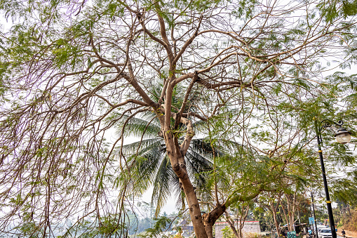 Coconut palm tree behind a deciduous tree in a small park in Luang Prabang which is the former capital of Laos and today a popular tourist site